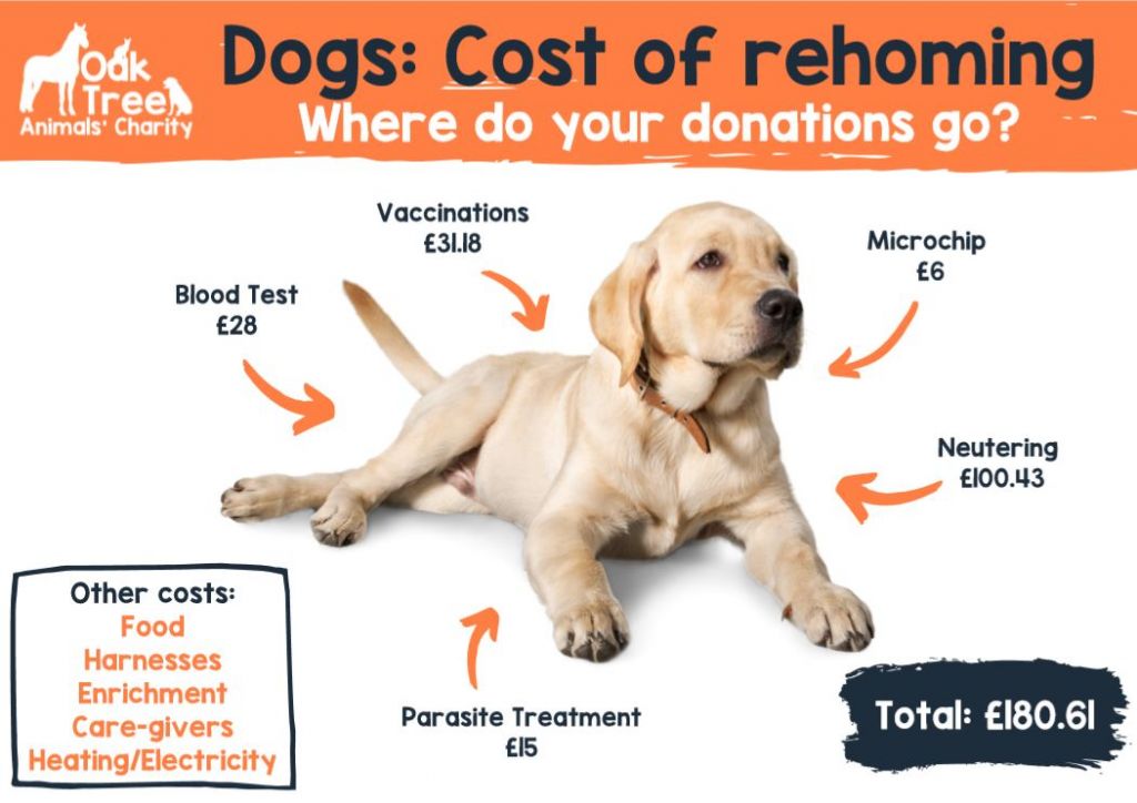 Adopting a dog Oak Tree Animals' Charity Cumbria Animal Rescue